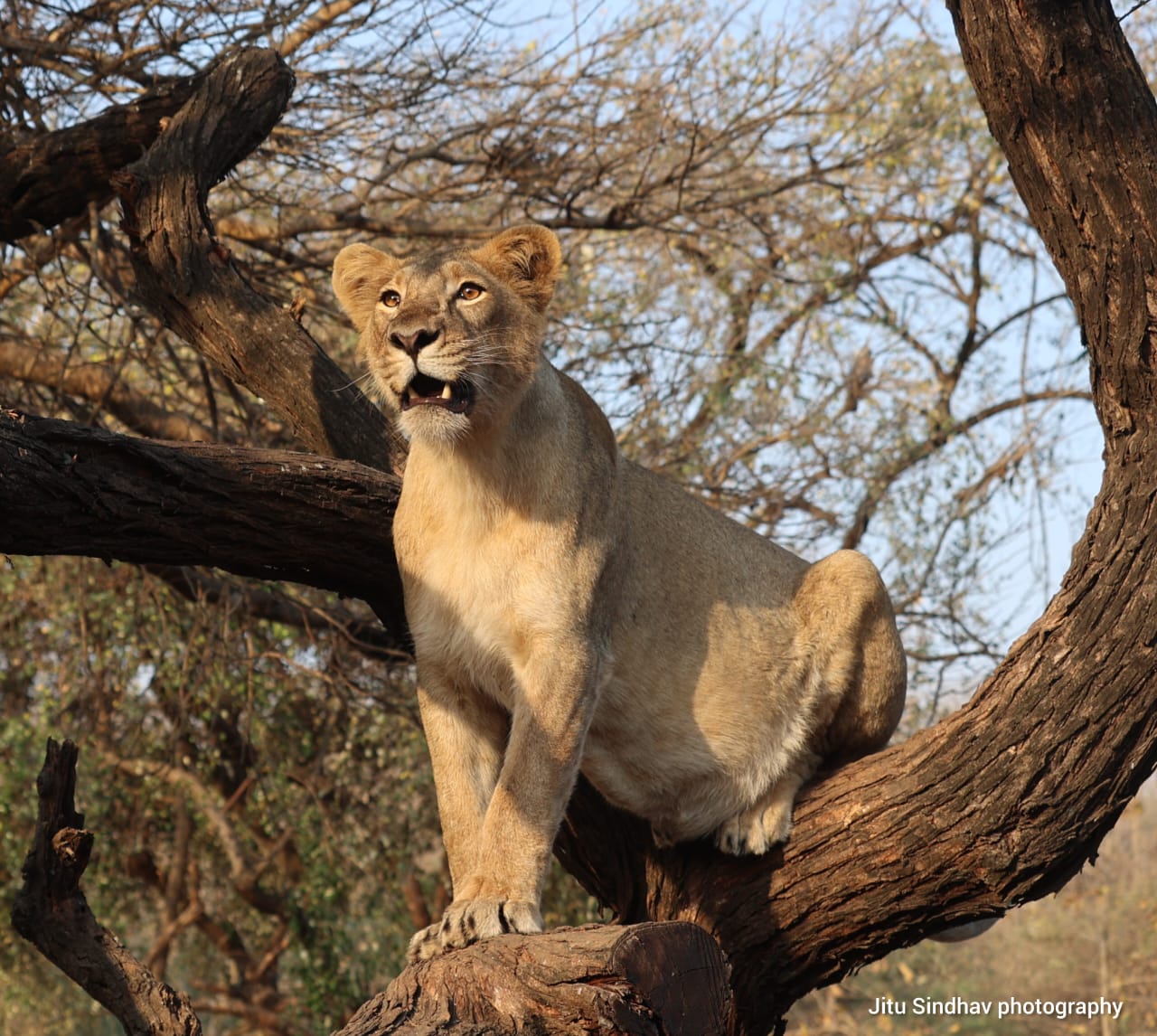 Asiatic Lion at Gir National Park  - In India Travel Blog