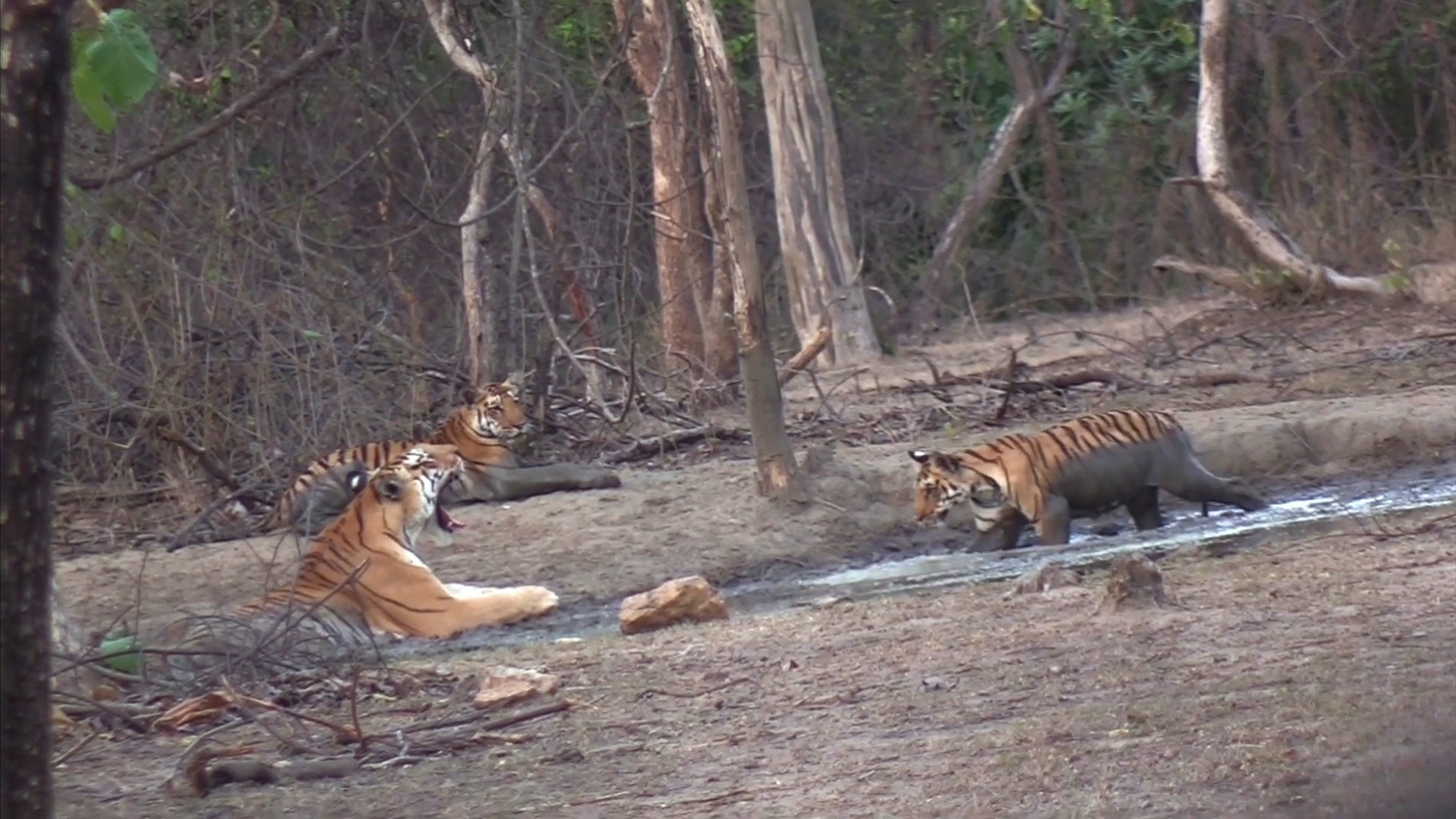Wildlife of Central India or Madhya Pradesh - In India Travel Blog