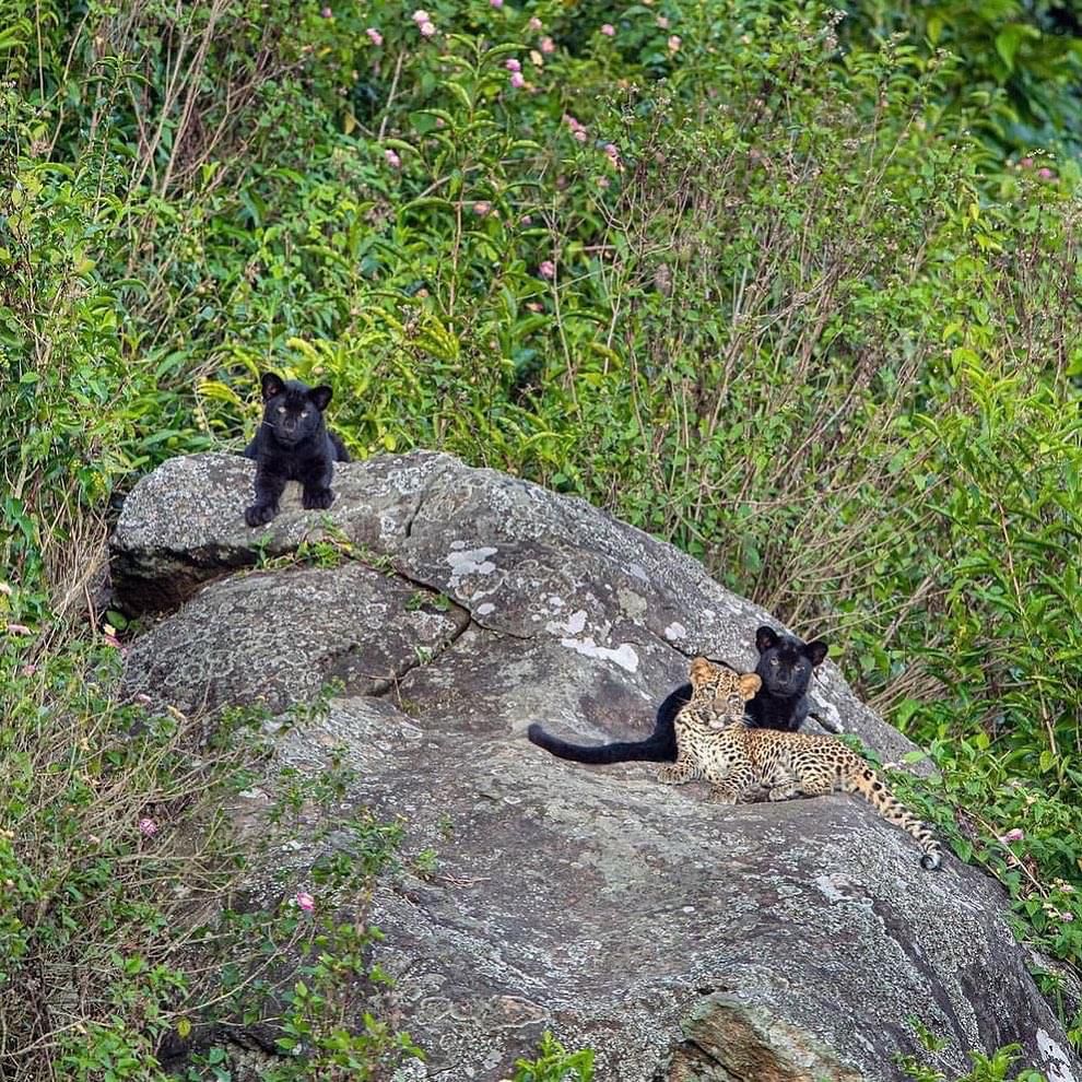 Melanistic leopard or black leopard spotted in Nilgiri - In India Travel Blog