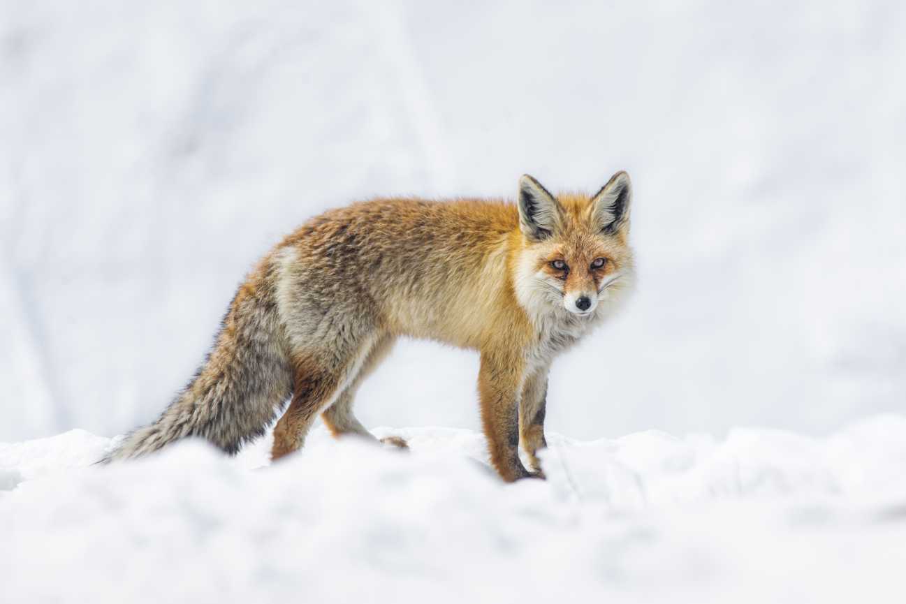 Red Fox - In India Travel Blog