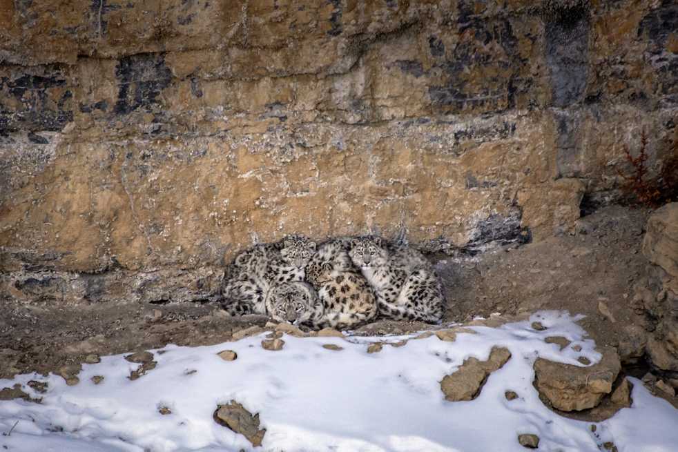 Snow Leopard or Grey Ghost of Himalaya - In India Travel Blog