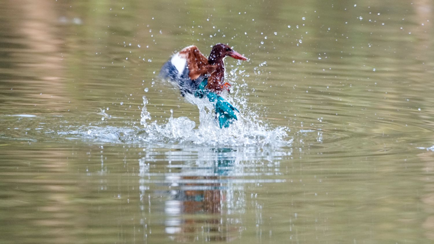 The Enchanting World of the White-Throated Kingfisher - In India Travel Blog