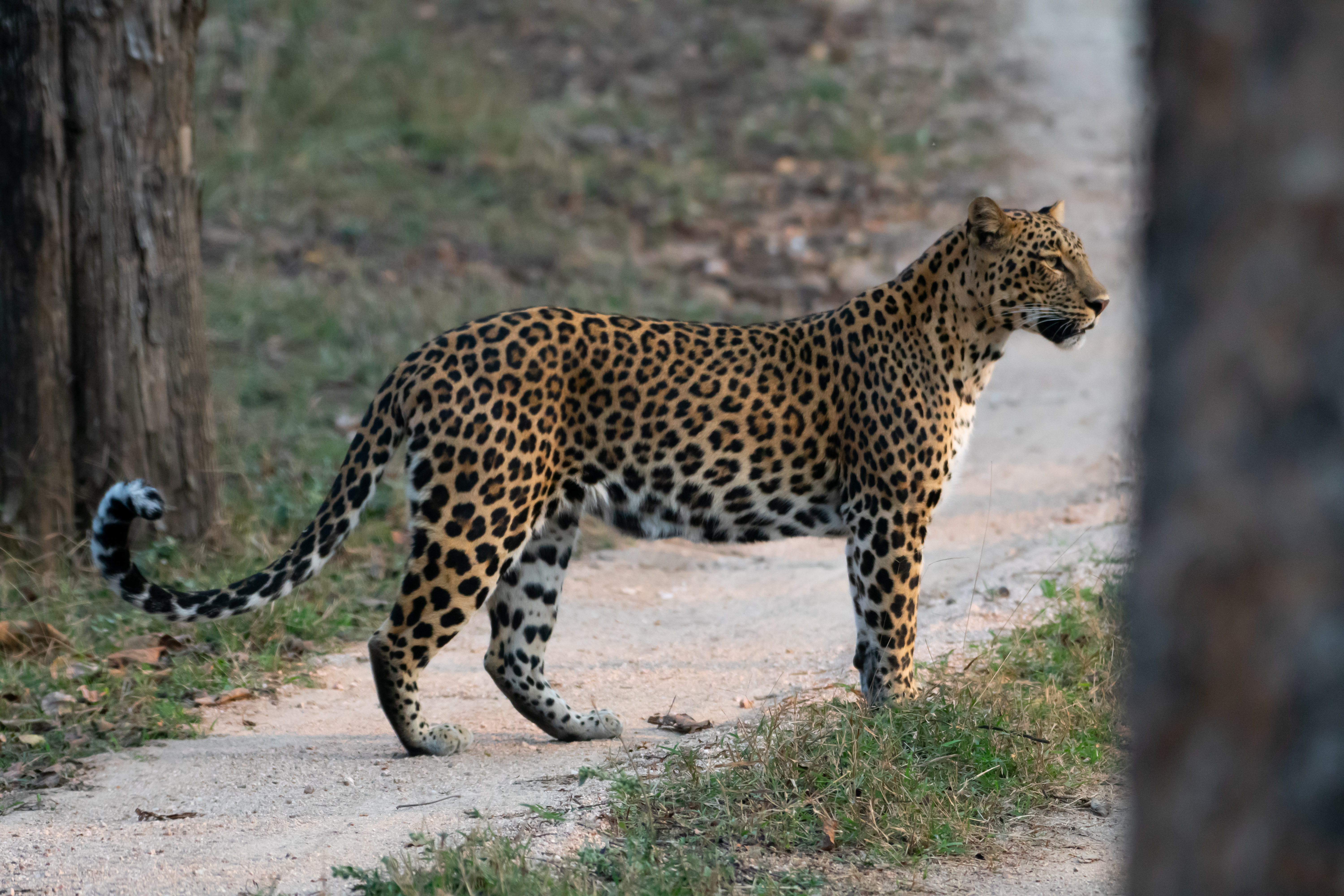 Exploring the Fascination: Why Leopards Love Rocky Patches in Indian Forests - In India Travel Blog