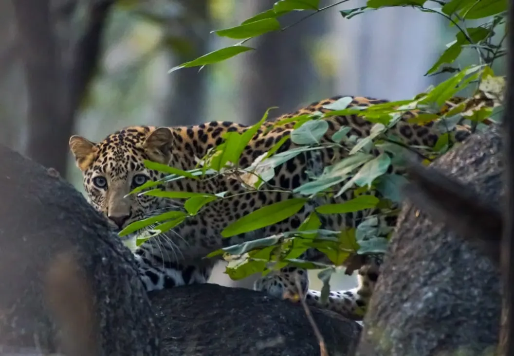 Leopard and yheir secrative behavior  - In India Travel Blog
