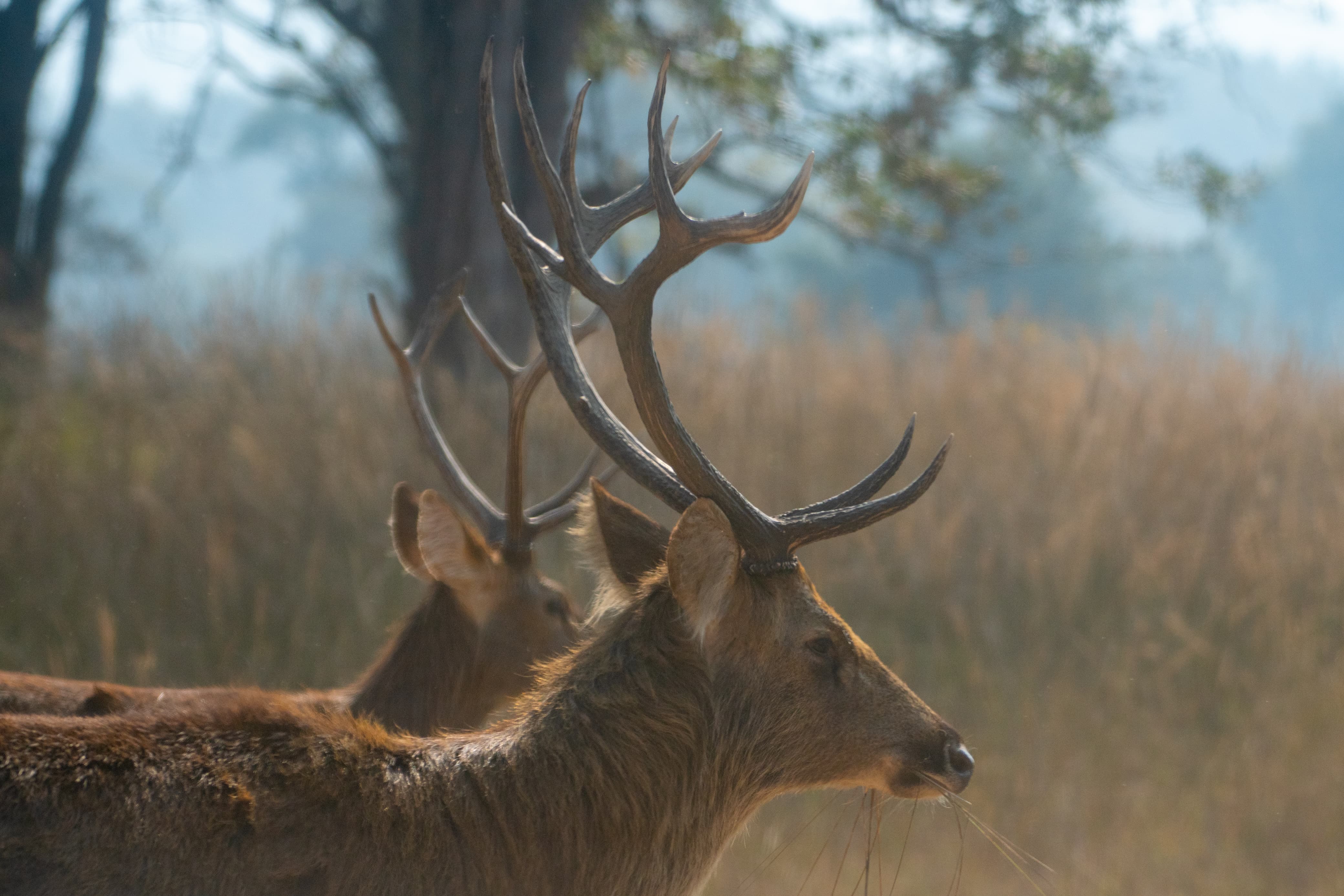 India tour packages and jungle safari deals