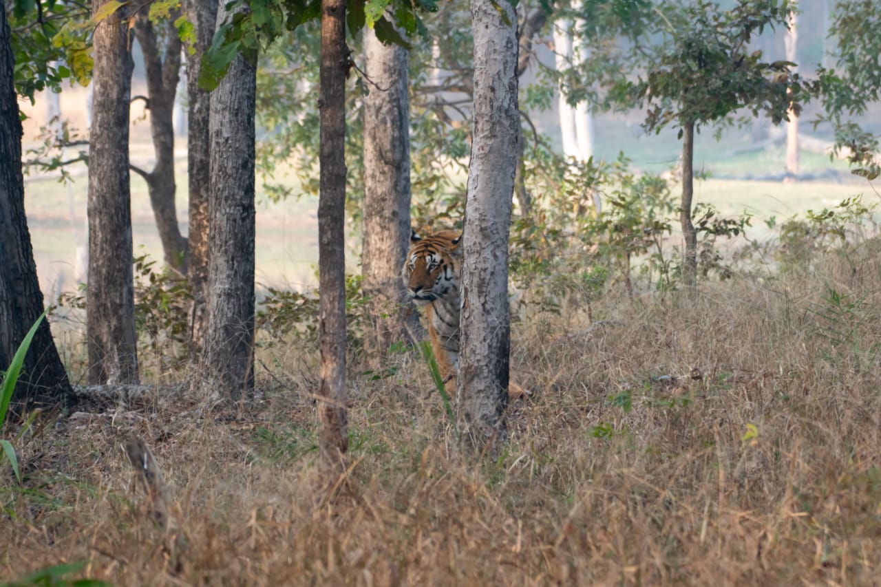 India tour packages and jungle safari deals