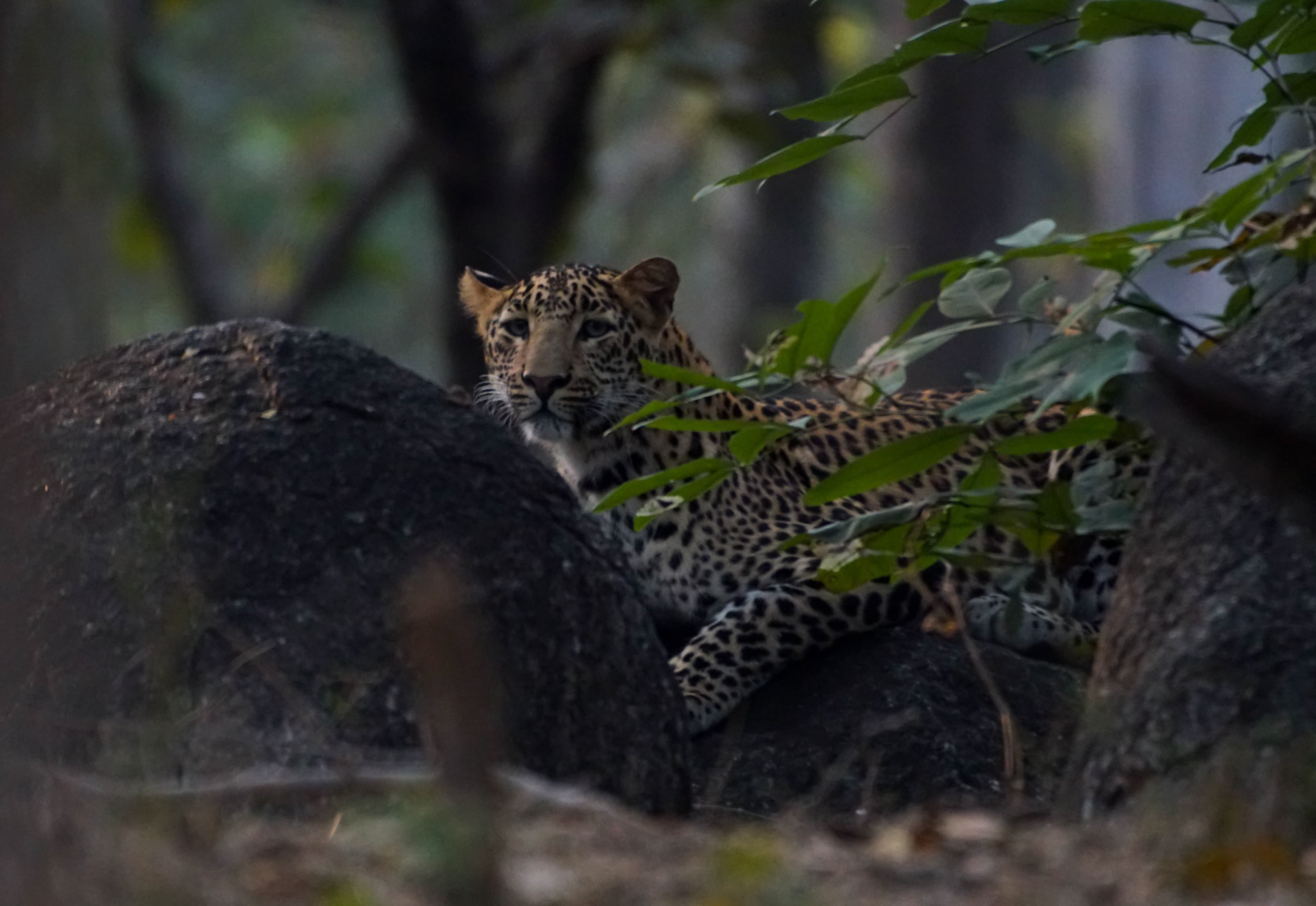 India tour packages and jungle safari deals