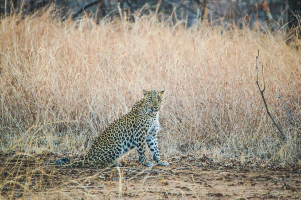 India tour packages and jungle safari deals