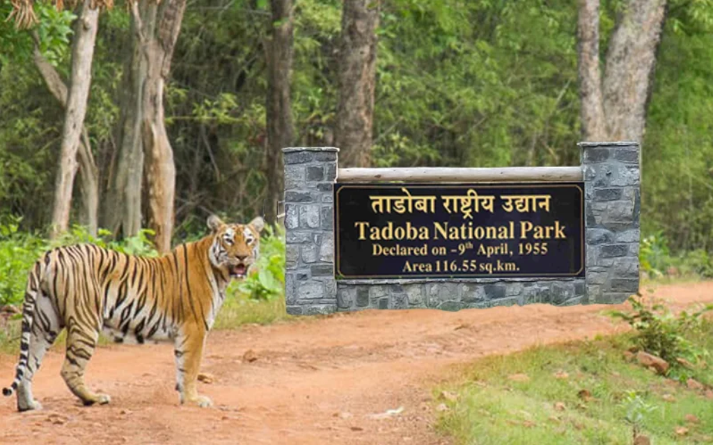 India tour packages and jungle safari deals