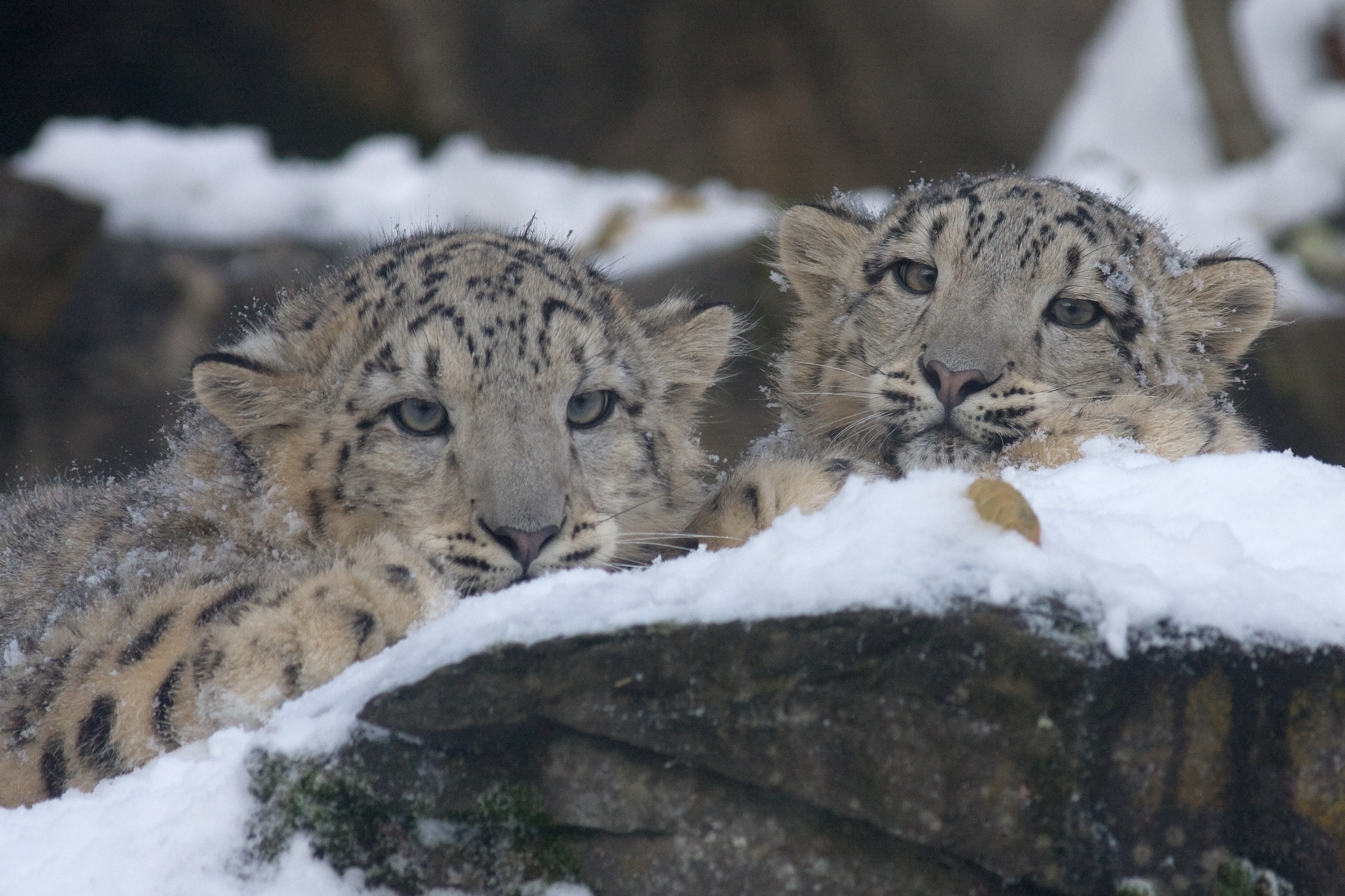 Snow Leopard Expedition - Last Minute India Tour Deal